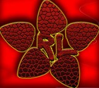 Picture for song 'PACIENCIA' by artist 'nirmanakaya'