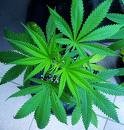 Picture for song 'ORBATAK-Ganja Dub' by artist 'ORBATAK'
