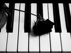 Picture for song '"Life is reborn after one's Death"' by artist 'Paul William Lloyd'