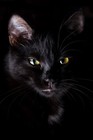 Picture for song 'Black Cat Blues' by artist 'Pentultima'