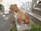 Picture for song 'streetswaggin.mp3' by artist 'PITT KING PRODUCTIONZ'