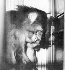 Picture for song 'Soupir' by artist 'Primitive'