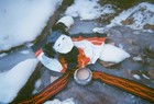 Picture for song 'Found My Place' by artist 'Project POZ'