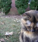 Picture for song 'Jandek's Cat' by artist 'Pseudojandek'