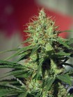 Picture for song 'Bless This Child' by artist 'Purple Kush Entertainment'