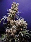Picture for song 'Here For You Momma' by artist 'Purple Kush Entertainment'