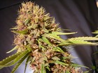 Picture for song ''Hip-Hop Music'' by artist 'Purple Kush Entertainment'