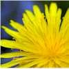 Picture for song 'Dandelion (demo)' by artist 'Robert Miller'