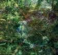 Picture for song '#195- The Tree That Fell (1997)' by artist 'Rob Lincoln'