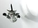 Picture for song '#274-Ferocious Kittens (2003)' by artist 'Rob Lincoln'