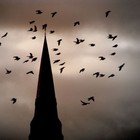 Picture for song 'Birds YRWC' by artist 'RoseCityGang Inc.'