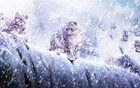 Picture for song 'Winter Sign' by artist 'Roy Cota'