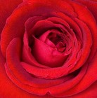 Picture for song 'Rosa' by artist 'Samuel Markus'
