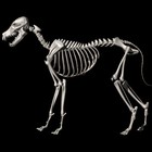 Picture for song 'Sick As A Dog (Swan Song Remix)' by artist 'Sawtooth'