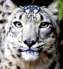 Picture for song 'Untitled' by artist 'Scott Charles Johnson'