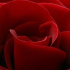 Picture for song 'Rojo' by artist 'Scuzzo'