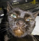 Picture for song 'FASTBLACK498TX3MIX2' by artist 'SG Blackie'
