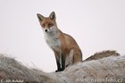 Picture for song 'Fox On The Run-...ALMOST...' by artist 'Shaun The Sheep'