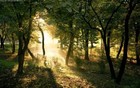 Picture for song 'Llora natura' by artist 'SOMNI'