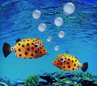 Picture for song 'The Waves are Perfect Today' by artist 'Songs For Tropical Fish'