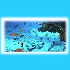 Picture for song 'Under The Sea' by artist 'spinaceto'