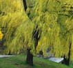 Picture for song 'Weeping Willow' by artist 'Spirits of the Heart'