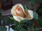 Picture for song 'ONLY A ROSE - JoAnna McCormick' by artist 'Stan Loh'