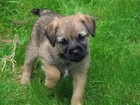 Picture for song 'A WALK WITH MAGGIE' by artist 'STAN (UK)'