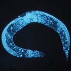 Picture for song 'Worm' by artist 'STONEHED'