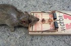 Picture for song 'RAT TRAP' by artist 'stonez45'