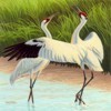 Picture for song 'Return of The Whooping Cranes' by artist 'Synthetic Movements'