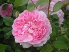 Picture for song 'THE ROSE' by artist 'tafukuda'