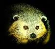 Picture for song 'Bear Cat' by artist 'tali and johnny'
