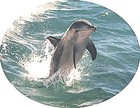 Picture for song 'Dolphin Play' by artist 'The Al Love Experience'