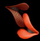 Picture for song 'Kiss 106095' by artist 'TheByronProject'