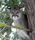 Picture for song 'Cougar Attack' by artist 'The Cougars'