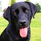 Picture for song 'Black Lab' by artist 'Thee Bedbugs'