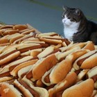 Picture for song 'Meat Fantasy' by artist 'The End Transmission'