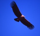 Picture for song 'El Condor' by artist 'thegrandmaster'