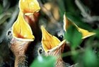 Picture for song 'No More Snacks' by artist 'The Happy Hour'