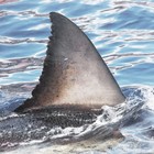 Picture for song 'Open Water' by artist 'The MASSIVE'
