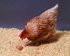 Picture for song 'Chicken Bone Circit Verses' by artist 'The Retarded Chicken'