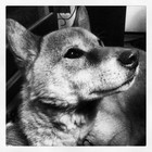 Picture for song 'Canyon Song' by artist 'The Wayward Twigs'