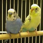 Picture for song ''Blue Budgie, Yellow Budgie'' by artist 'Tim Green'