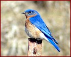 Picture for song 'The Bluebirds of April' by artist 'Tobin T'