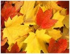 Picture for song 'October' by artist 'Tom Rupolo and the Background Music System'