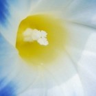 Picture for song 'In The Morning (Free DL)' by artist 'TRAVIEZO'
