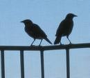 Picture for song '16 Town Centre Twitching' by artist 'Trouble at' Mill'
