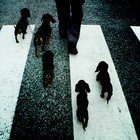 Picture for song 'Follow Me' by artist 'Ty Mliss'
