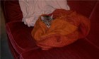 Picture for song 'Hooray' by artist 'Upsidedown Cat'